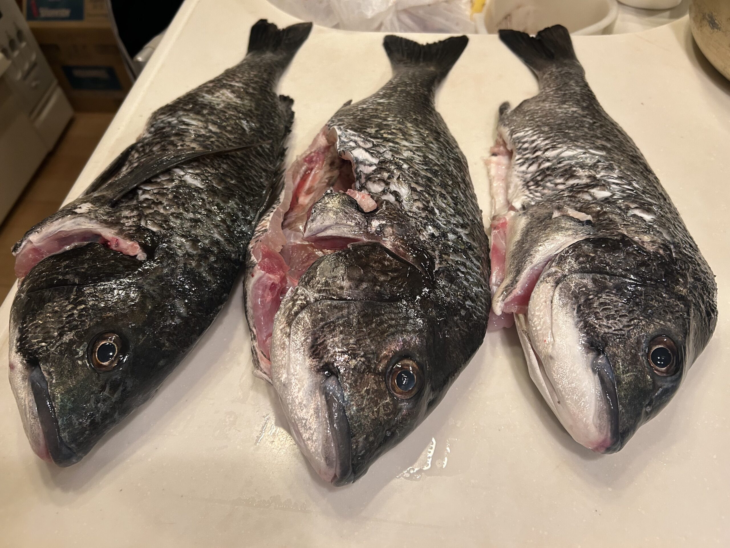 かぶせ釣りでの釣果：クーラー満タンのチヌ