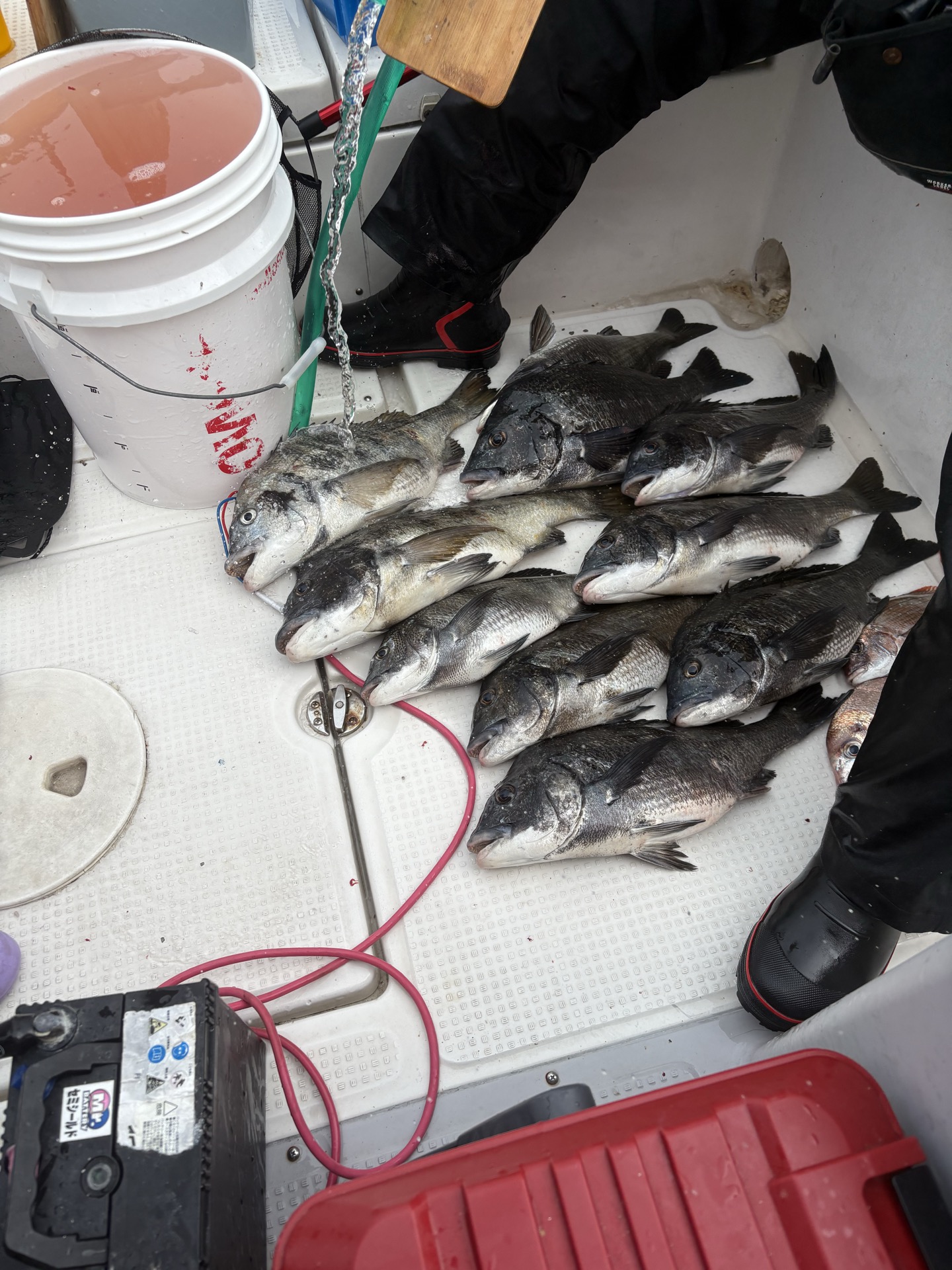 船かぶせ釣り大漁チヌ釣果