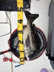 船かぶせ釣りで釣った年なしクロダイ50cm・タモ網に乗せてメジャーで計測