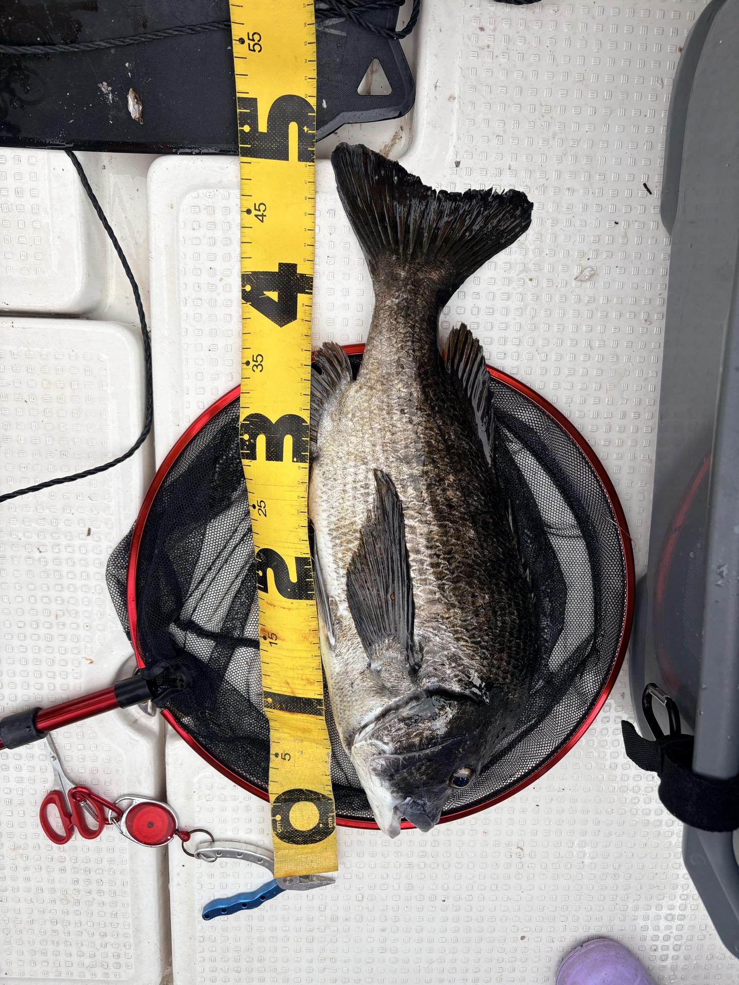 船かぶせ釣りで釣った年なしクロダイ50cm・タモ網に乗せてメジャーで計測