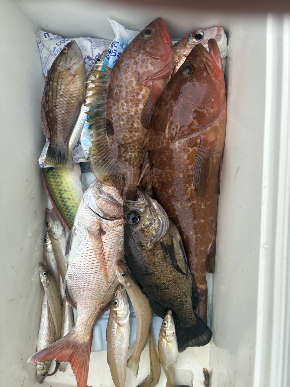 この日の釣果。アコウ・根魚・キスなどの混じり