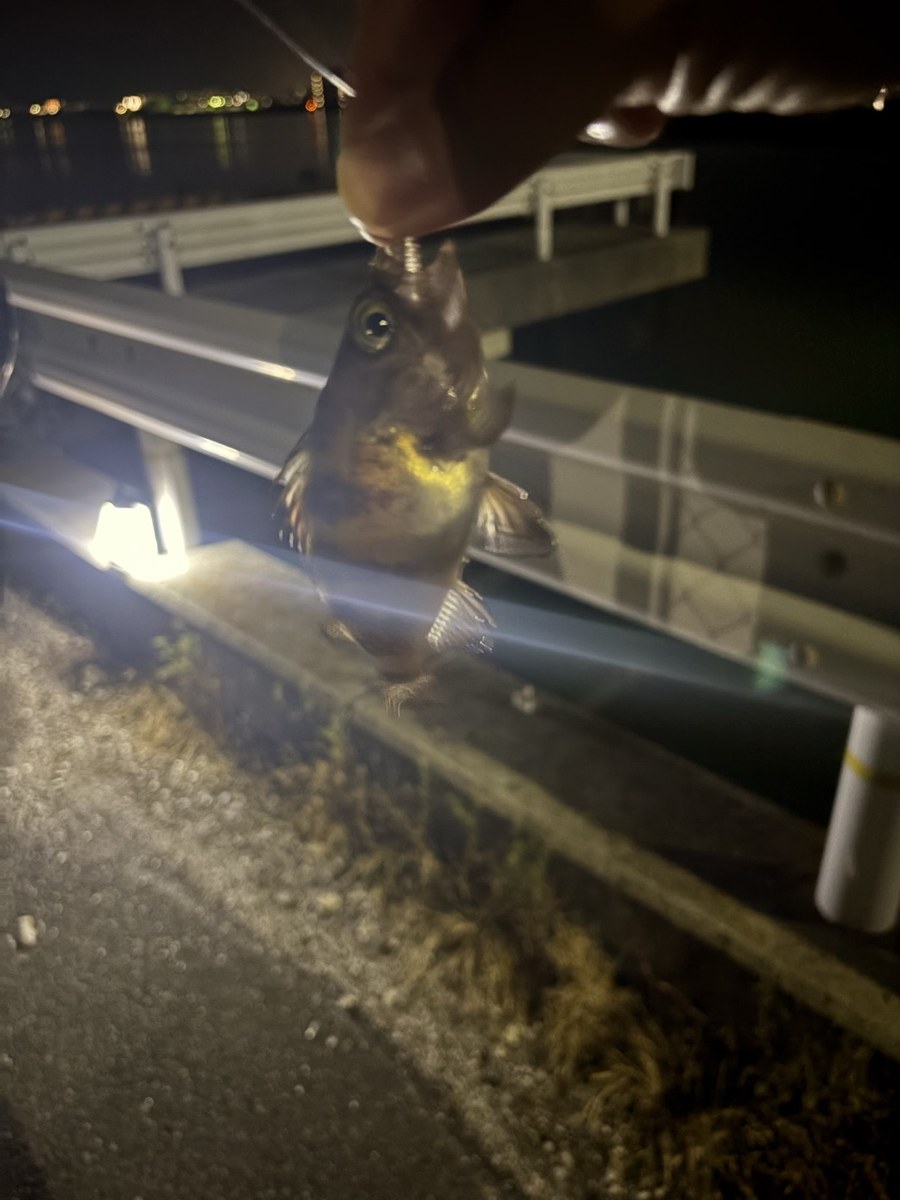 足元で釣れたカサゴ。夜のライトゲームの定番