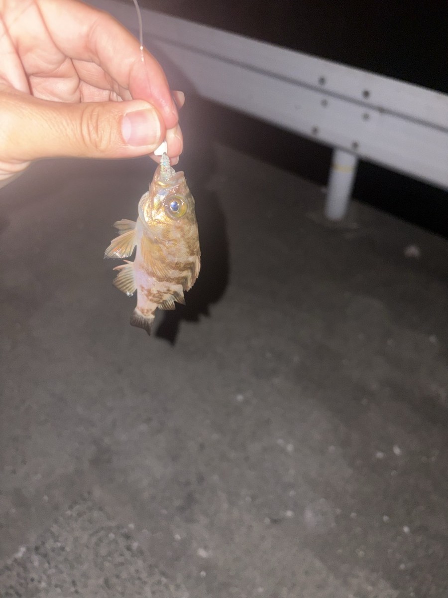 足元で釣れたカサゴ(根魚)。常夜灯まわりは数が出る